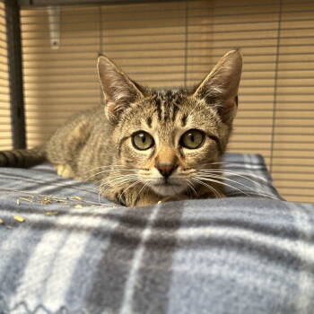 Rescue Domestic Short Hair Cats for Adoption in Dallas, Texas - Nikko | PetCurious