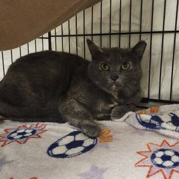 Rescue Domestic Short Hair Cats for Adoption in Monroe, Michigan - Lizzy | PetCurious