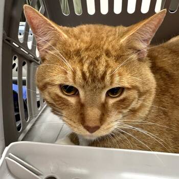 Sunny -  Domestic Short Hair Cat for Adoption in Cleveland, Mississippi - Sunny | PetCurious