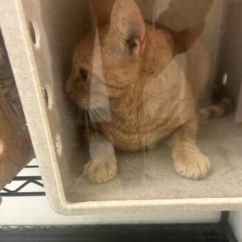 Batman -  Domestic Short Hair Cat Available for Adoption in Philadelphia, Pennsylvania - Batman | PetCurious