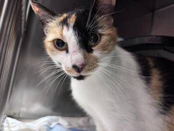 Domestic Short Hair Cats Available for Adoption in Burgaw, North Carolina - BELLA | PetCurious