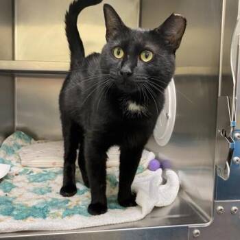 Domestic Short Hair Cats Available for Adoption in Richmond, Virginia - Brut | PetCurious