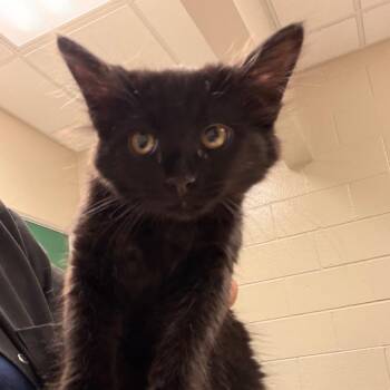 Unicorn -  Domestic Medium Hair Cat for Adoption in Reno, Nevada - Unicorn | PetCurious