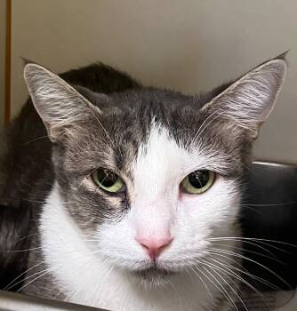 Dixie -  Domestic Short Hair Cat for Adoption in Christiansburg, Virginia - Dixie | PetCurious