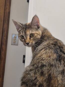 Rescue Calico Cats for Adoption in Miami, Oklahoma - Floppy (Fiesta) | PetCurious
