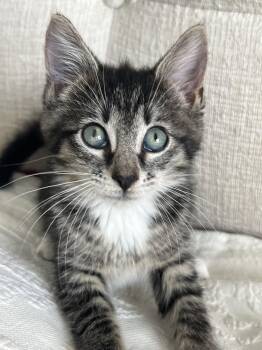 Stella Nagle -  Domestic Short Hair Cat for Adoption in Trenton, New Jersey - Stella Nagle | PetCurious