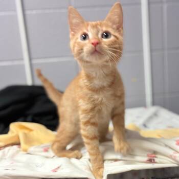 Monsoon -  Domestic Short Hair Cat for Adoption in South Elgin, Illinois - Monsoon | PetCurious