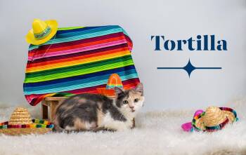 Domestic Short Hair Cats Available for Adoption in Sevierville, Tennessee - Tortilla | PetCurious