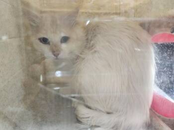 ZEPHYRUS -  Domestic Short Hair Cat for Adoption in Santa Fe, New Mexico - ZEPHYRUS | PetCurious