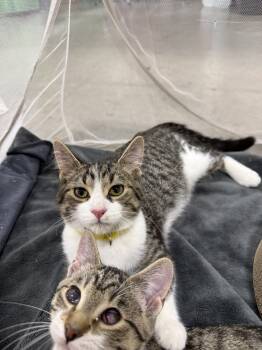 Rescue Domestic Short Hair Cats for Adoption in Plymouth, Michigan - Tom | PetCurious