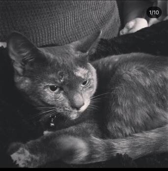 Rescue American Shorthair Cats for Adoption in Bartlesville, Oklahoma - Star | PetCurious