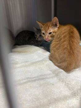 Domestic Short Hair Cats Available for Adoption in Burgaw, North Carolina - Mickey | PetCurious