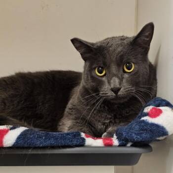 Rescue Russian Blue Cats for Adoption in Chino Hills, California - Luni-City Of Industry Location | PetCurious