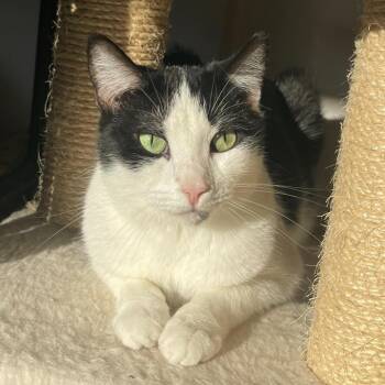 Rescue Tuxedo Cats for Adoption in Indiana, Pennsylvania - Tiny Tina | PetCurious