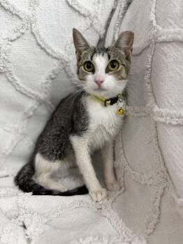 Guac -  Domestic Short Hair Cat for Adoption in Fredericksburg, Virginia - Guac | PetCurious