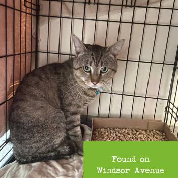 Domestic Short Hair Cats Available for Adoption in Roanoke, Virginia - Sidnee | PetCurious