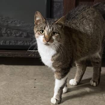 Domestic Short Hair Cats Available for Adoption in South Elgin, Illinois - Mesh - Home To Home | PetCurious