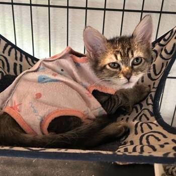 Mouse -  Domestic Short Hair Cat Available for Adoption in Escondido, California - Mouse | PetCurious