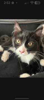 Nelly -  Domestic Short Hair Cat for Adoption in Pasco, Washington - Nelly | PetCurious