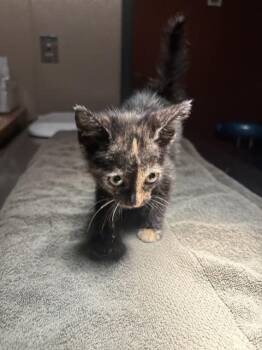 MISS CALI -  Domestic Short Hair Cat for Adoption in Rancho Cucamonga, California - MISS CALI | PetCurious