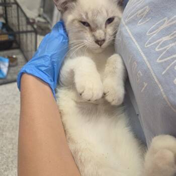 Mocha -  Siamese Cat for Adoption in Columbia, Missouri - Mocha | PetCurious
