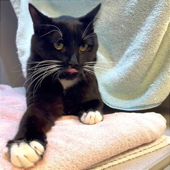 Rescue Domestic Short Hair Cats for Adoption in Pittsburgh, Pennsylvania - Charon | PetCurious