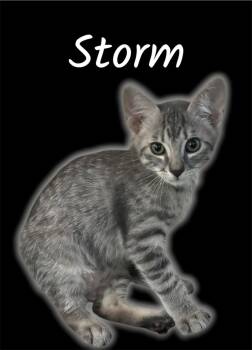 Storm -  Domestic Short Hair Cat for Adoption in Auburn, California - Storm | PetCurious