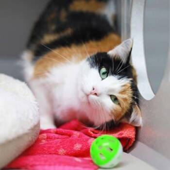 Eliza -  Domestic Short Hair Cat for Adoption in Atlanta, Georgia - Eliza | PetCurious