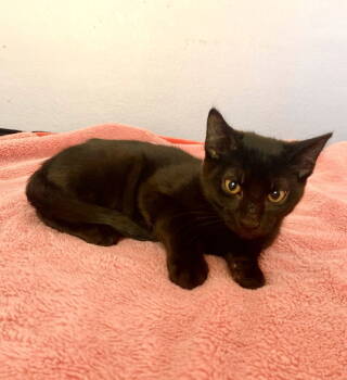 Rescue American Shorthair Cats for Adoption in Arlington, Texas - Rowan | PetCurious