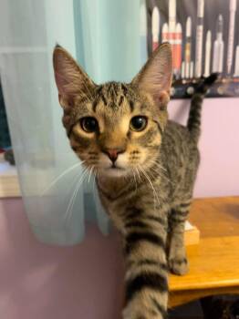 John Brown AND Patrick Henry -  Domestic Short Hair Cat for Adoption in Rochester, New Hampshire - John Brown AND Patrick Henry | PetCurious