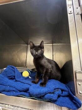 2 FUR 1 SPECIAL -  Domestic Short Hair Cat for Adoption in West Valley City, Utah - 2 FUR 1 SPECIAL | PetCurious