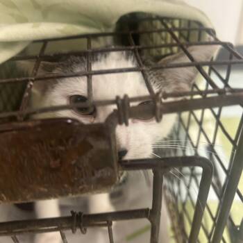 Putus -  Domestic Short Hair Cat for Adoption in Philadelphia, Pennsylvania - Putus | PetCurious