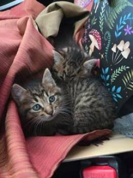 Butterfinger -  Tabby Cat for Adoption in Parlier, California - Butterfinger | PetCurious