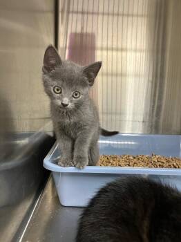 Meenie -  Russian Blue Cat for Adoption in Lunenburg, Massachusetts - Meenie | PetCurious