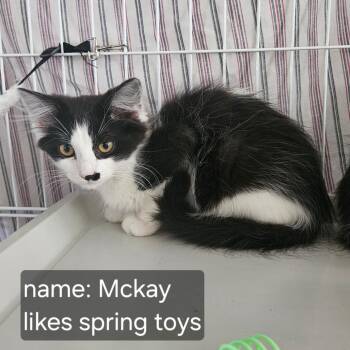 Mckay Orr -  Domestic Long Hair Cat for Adoption in Eagle Mountain, Utah - Mckay Orr | PetCurious