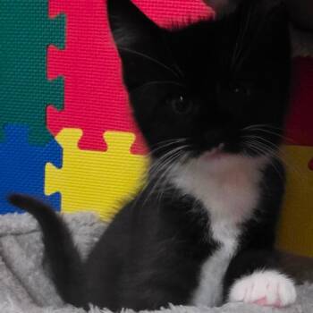 Gravy -  Domestic Medium Hair Cat for Adoption in Kansas City, Missouri - Gravy | PetCurious