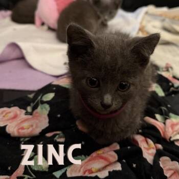 Zinc -  Domestic Short Hair Cat for Adoption in Westminster, California - Zinc | PetCurious