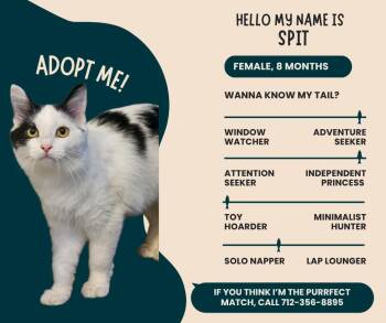 Rescue Domestic Long Hair Cats for Adoption in Denison, Iowa - Spit | PetCurious