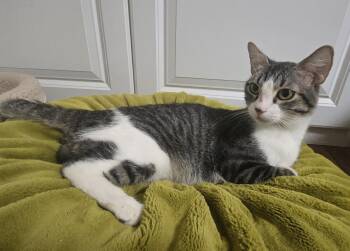 Franklin Lopez -  Domestic Short Hair Cat for Adoption in Chandler, Arizona - Franklin Lopez | PetCurious