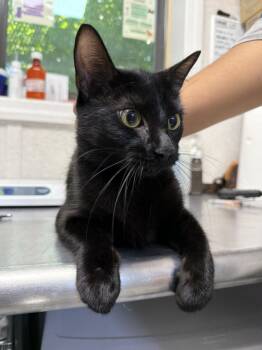 Gilda -  Domestic Short Hair Cat for Adoption in Pomona, New York - Gilda | PetCurious