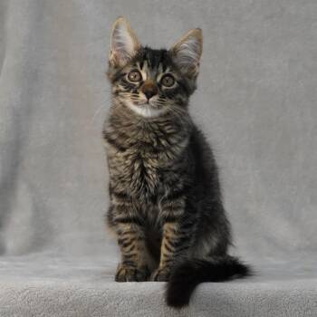 Terry -  Domestic Medium Hair Cat for Adoption in Sunnyvale, California - Terry | PetCurious