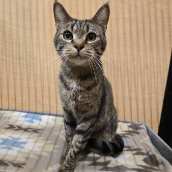 Tate -  Tabby and Domestic Short Hair Cat for Adoption in Warr Acres, Oklahoma - Tate | PetCurious