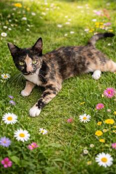 Calico Cats Available for Adoption - Albania Dog & Cat Friendly | PetCurious
