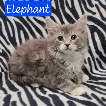 Elephant -  Extra Toes Cat Hemingway Polydactyl Cat for Adoption in Parkersburg, West Virginia - Elephant | PetCurious