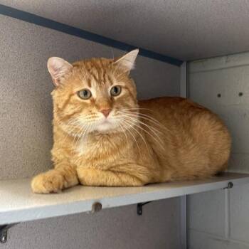 *Dumpster Wizard* -  Domestic Short Hair Cat for Adoption in Salt Lake City, Utah - *Dumpster Wizard* | PetCurious