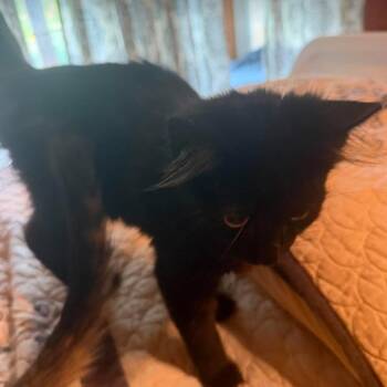 Cher -  Domestic Medium Hair Cat for Adoption in Gordonsville, Tennessee - Cher | PetCurious