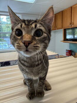 Rescue Domestic Short Hair Cats for Adoption in Lovingston, Virginia - Shelby | PetCurious