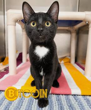 Bitcoin -  Domestic Short Hair Cat for Adoption in Nevada, Iowa - Bitcoin | PetCurious