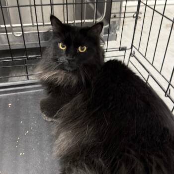 Domestic Medium Hair Cats Available for Adoption - BB | PetCurious