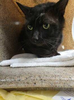 Hopkins -  Domestic Short Hair Cat for Adoption in Sevierville, Tennessee - Hopkins | PetCurious